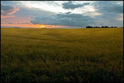 The Encroaching Dark-wheatfield.jpg