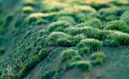 Bin Reflection and Moss on wall-moss.jpg