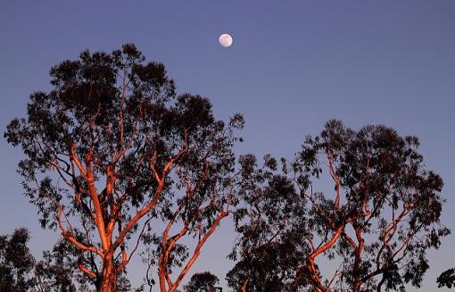 Eucalyptus On Fire-3339x640.jpg