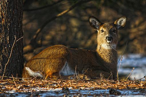 Yearling Deer-deer2.jpg