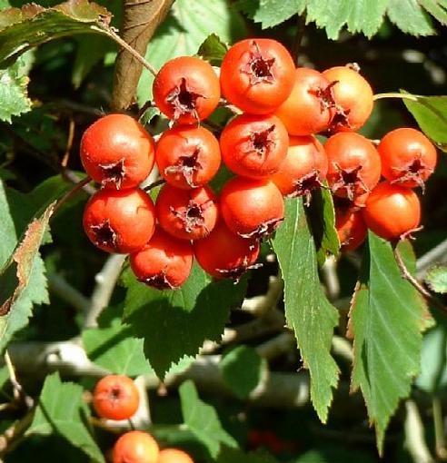 Winter food-berries.jpg