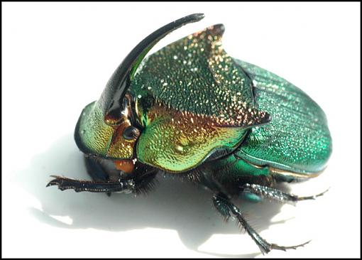 Scarab-scarab.jpg