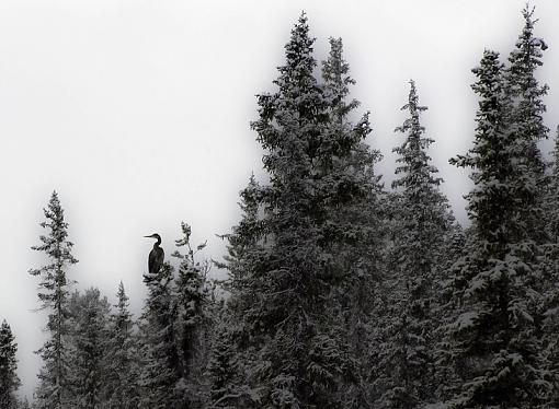 Blue Heron in a Tree-treetop-heron1.jpg