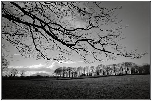 Irish Field in Winter-irish-field-winter-1.jpg