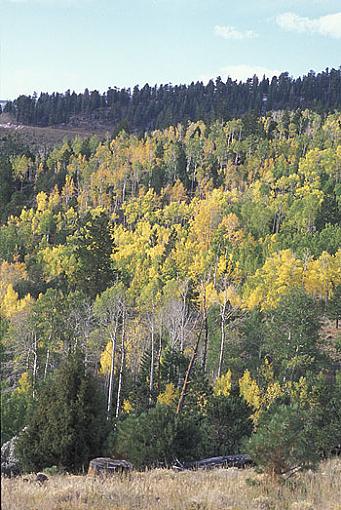 Utah vacation-golden-aspens-dixie-natl-forest.jpg