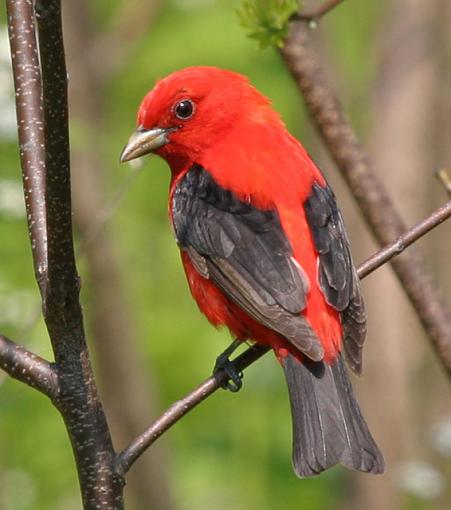 Scarlet Tanager-scarlet-tanager_5390.jpg