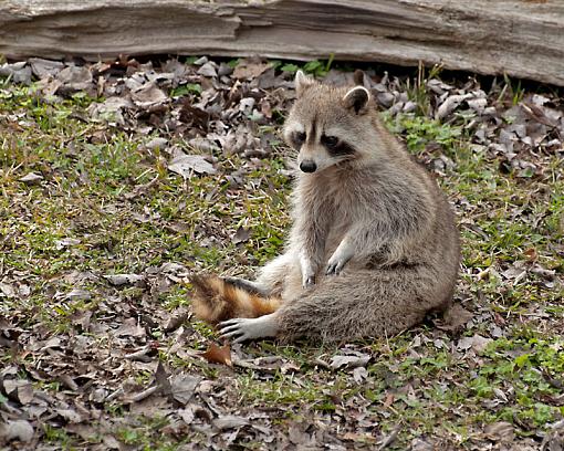 Rocky Raccoon-_dsc2990.jpg