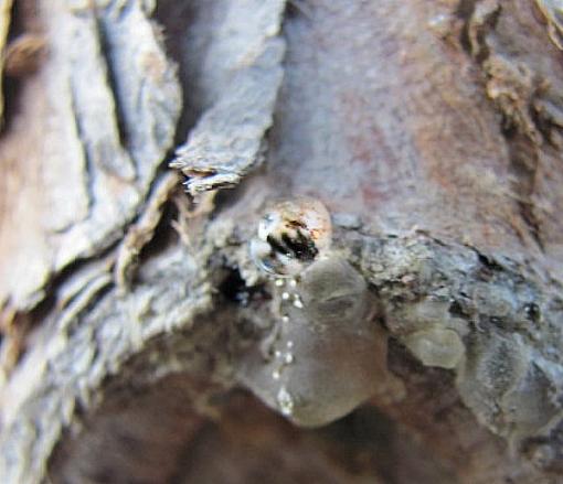 Tree sap-img_2153.jpg