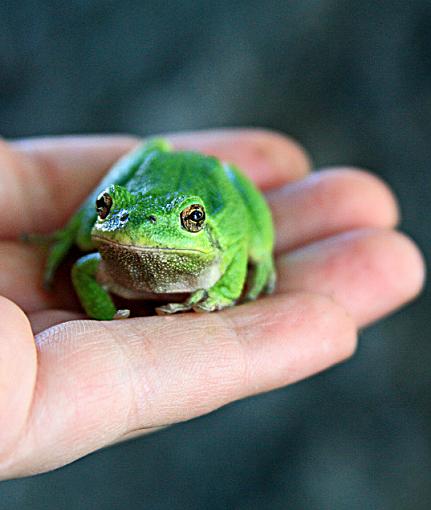 Tree Frog-treefrog.jpg