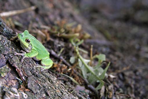 All Hopped Up-treefrog-1.jpg