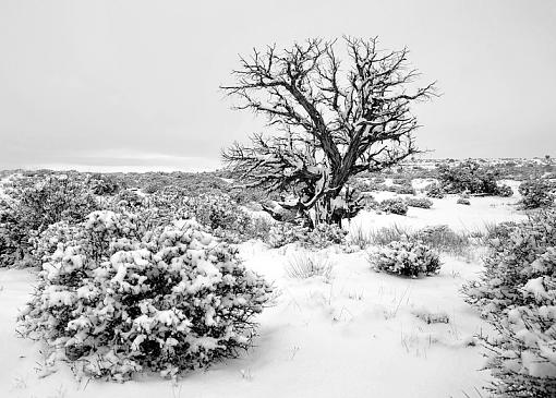 The Snow-dsc_8655_edit1_bw_800.jpg