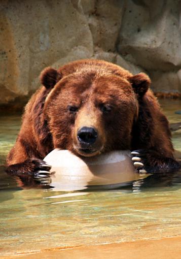 A Bear and his Ball-ballbearing.jpg