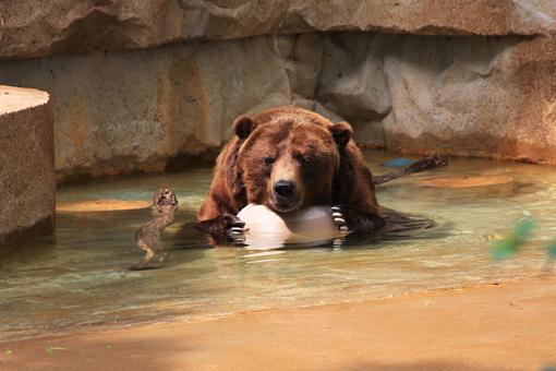 A Bear and his Ball-img_1432.jpg