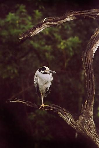 Bird in the Rain-ycnh_sm.jpg