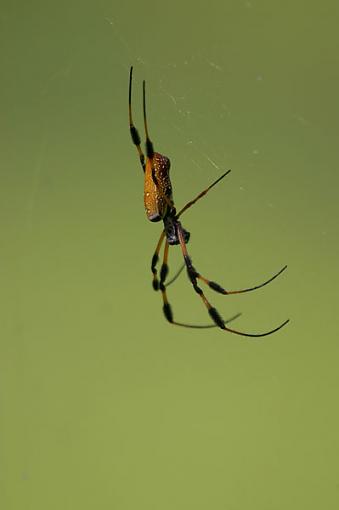 Golden Silk-img_0227-web.jpg