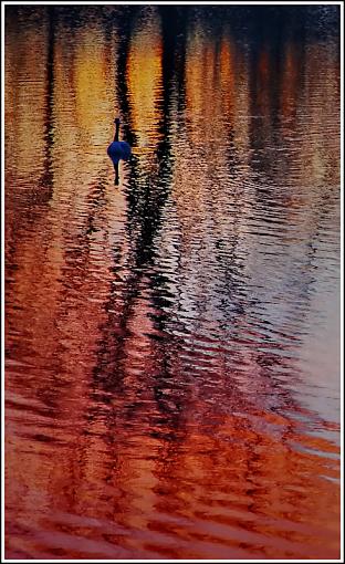 Rainbow Pond-geese-my-pond.jpg