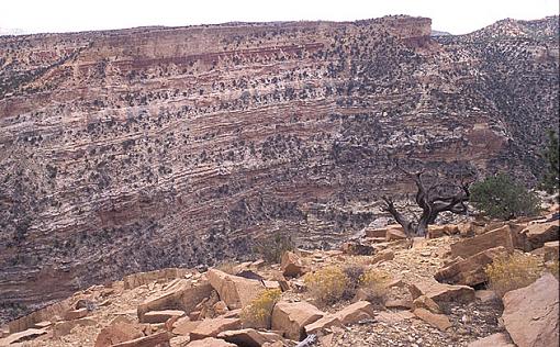 Capitol Reef Fremont Gorge hike part 2-fremont-gorge-overlook-old-juniper.jpg