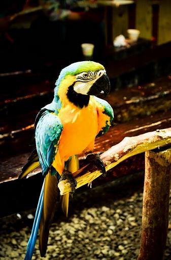 parrot shoot-1.jpg