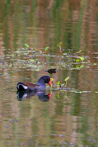 Gallinule #2-img_0493-web.jpg