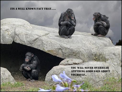 Overheard Revisited-chimps6.jpg