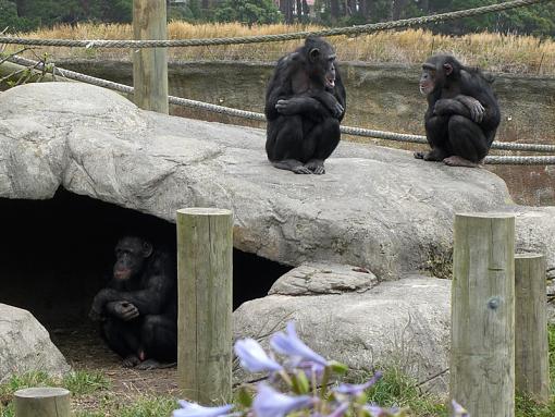 Overheard Revisited-orgchimps.jpg