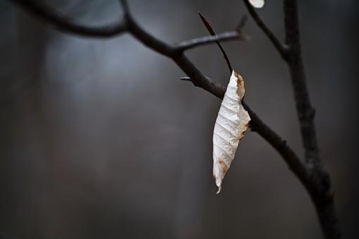 Loneliest Spring-imgp1205rs.jpg