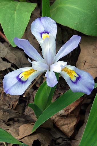 In the Woods-iris3small.jpg