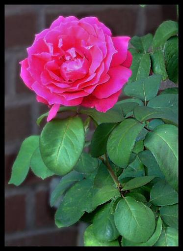 Yet, another flower-pink-rose.jpg