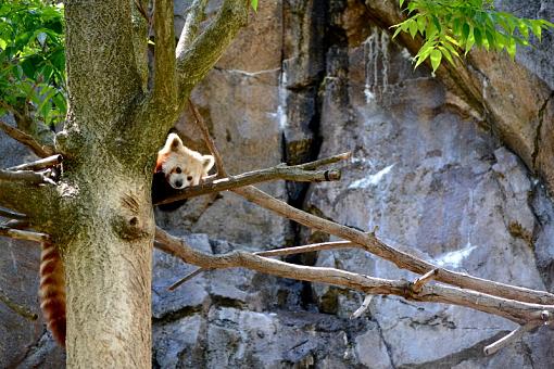 Red Panda-dsc_0024_2.jpg