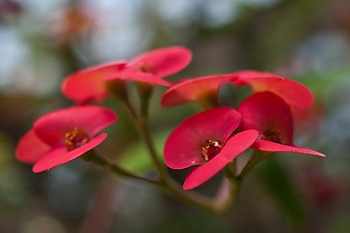 Red in Bokeh-imgp2609rs.jpg