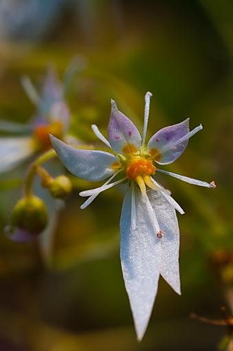 Tiny Flower-imgp2587rs.jpg