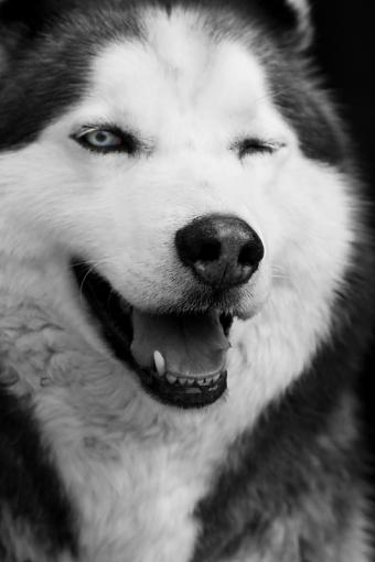 BW Husky.-dsc01214x2x800xbw.jpg