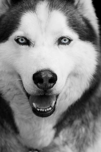 BW Husky.-dsc01211x800xbw.jpg