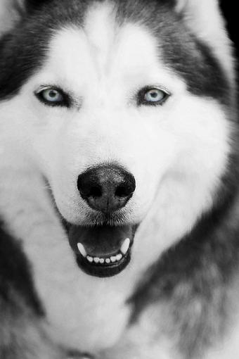 BW Husky.-dsc01211x800xbwx2.jpg