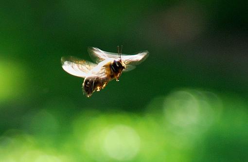 Hovering Carpenter Bee-hovering-carpenter-bee.jpg