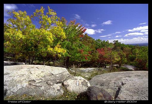 Trees of Color-treesonperkinspoint1004-120606xweb.jpg