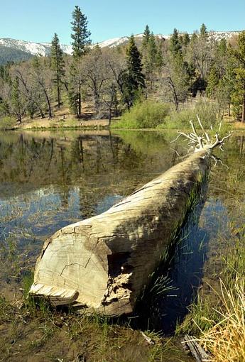 Downed Tree-dsc_1954_800.jpg