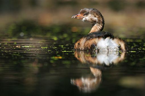 Pied-billed grebe-img_1720-web.jpg