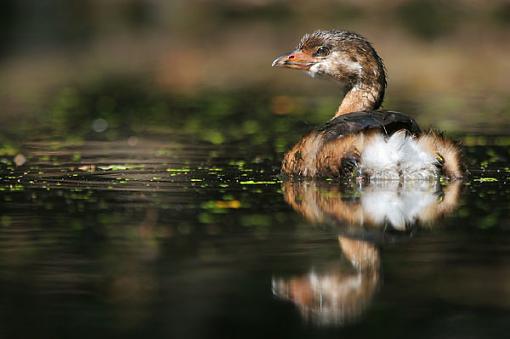 Pied-billed grebe-img_1720-we2.jpg