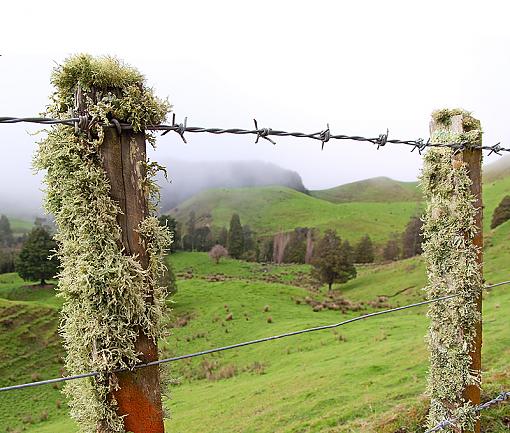 Mist, Barbed wire, &amp; Lichen-mist-barbed-wire-lichen.jpg