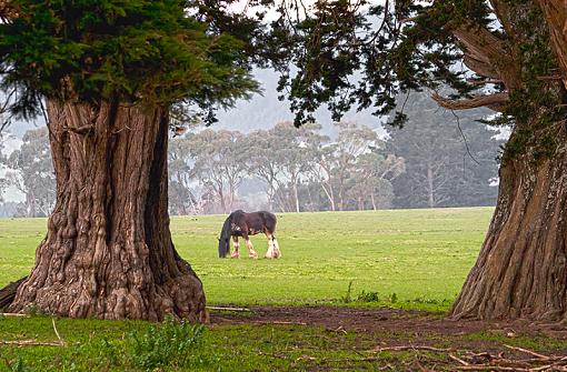 Clydesdale Framed-shirehorse2.jpg