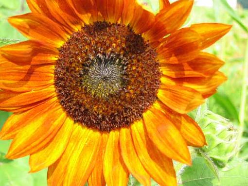 Sunflower closeup-sunflower01.jpg