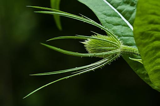 Green Spikes-imgp6458rs.jpg