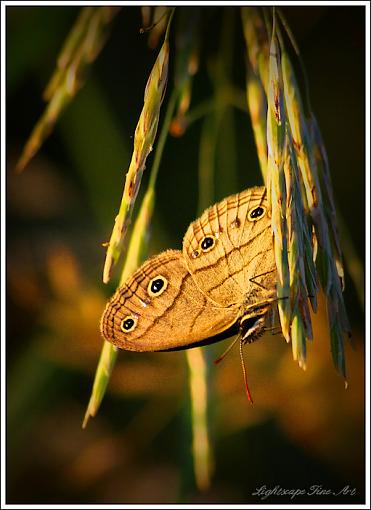 Glacier Park Butterfly-glacier-park-butterfly.jpg