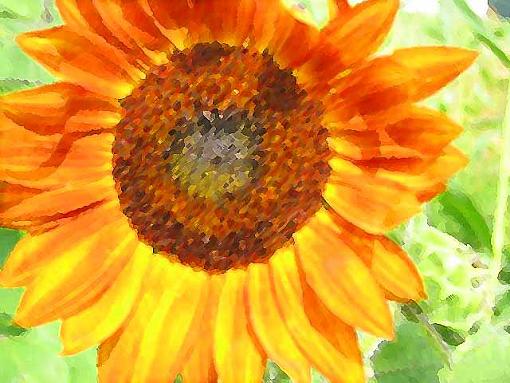 Sunflower closeup-sunflower01-paint.jpg