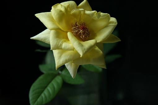 The Single Rose-rose-1.jpg