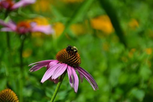 Bee Flower-dsc_0045.jpg