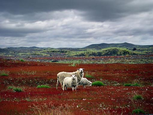 Red grass - red wool?-sf-050c.jpg