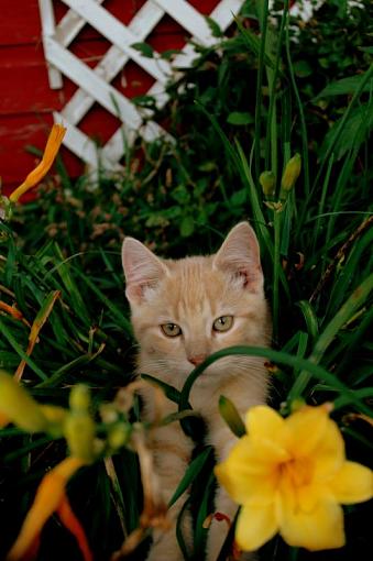 Kittens and more.-dsc_0228.jpg