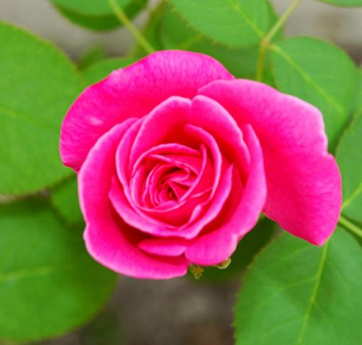 Pink Rose-red-rose2.jpg